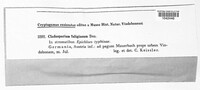 Cladosporium fuligineum image